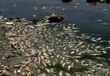 أين الناشطون البيئيون ووزير البيئة من الكارثة البيئية في القرعون