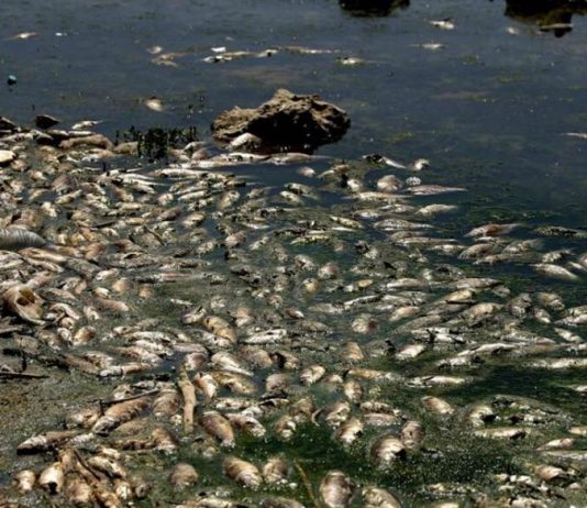 أين الناشطون البيئيون ووزير البيئة من الكارثة البيئية في القرعون